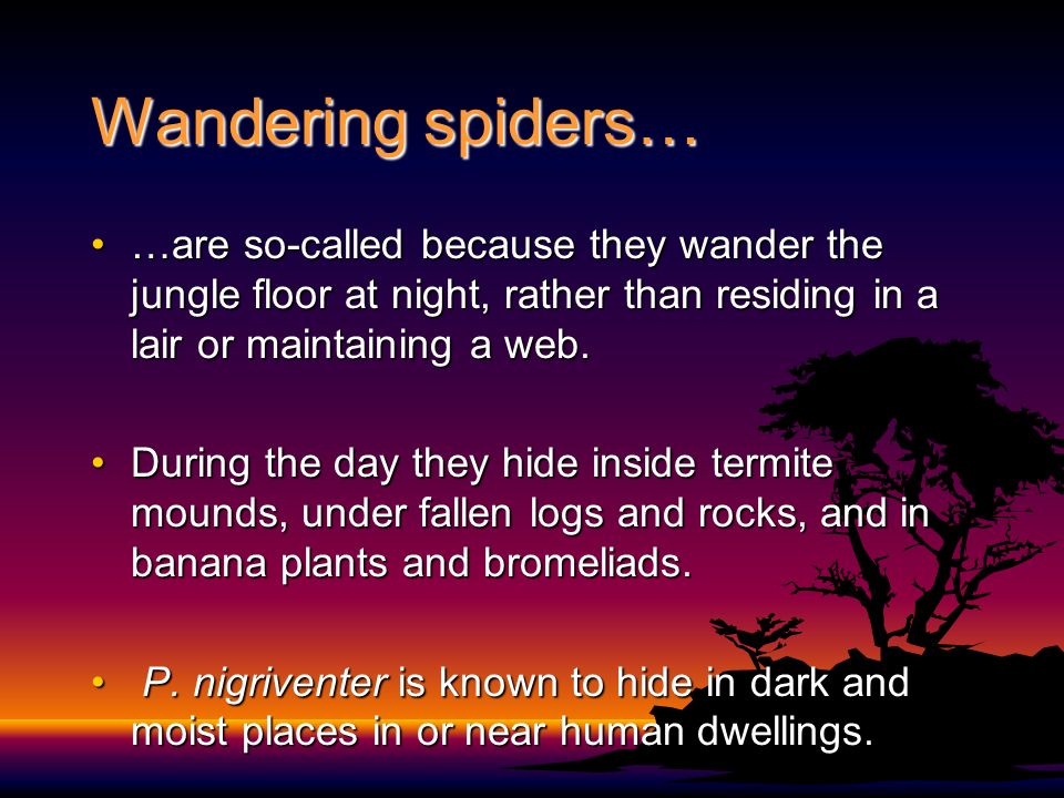 Wandering spiders… …are so-called because they wander the jungle floor at night, rather than residing in a lair or maintaining a web.…are so-called because they wander the jungle floor at night, rather than residing in a lair or maintaining a web.