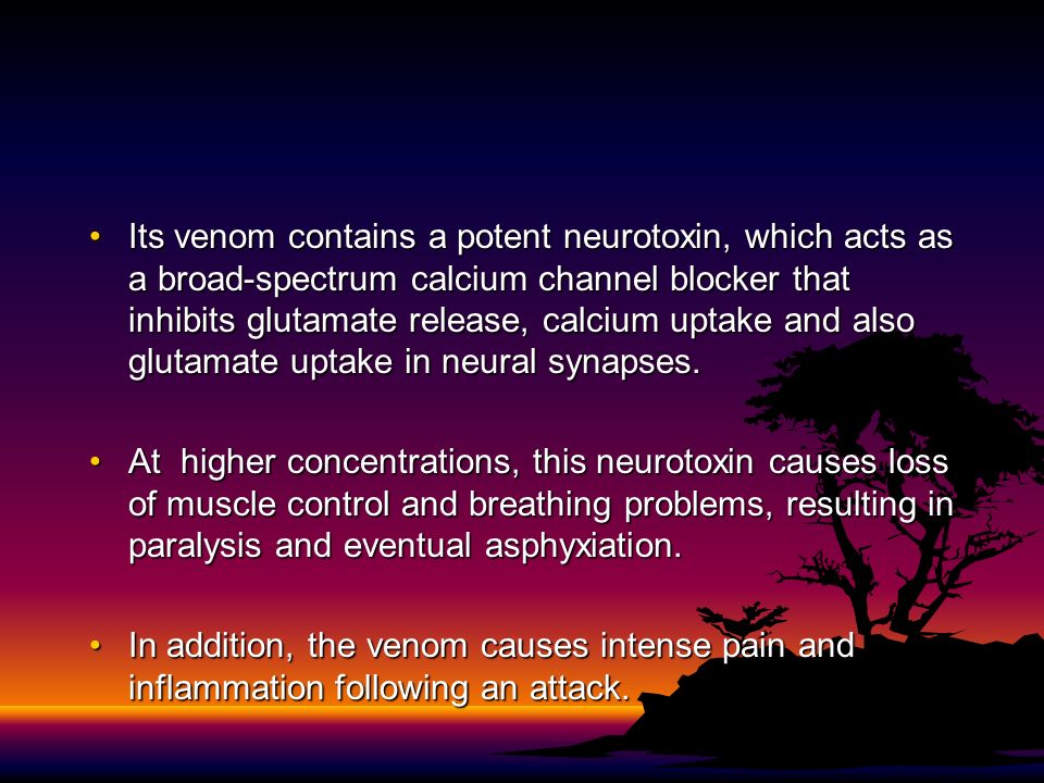 Its venom contains a potent neurotoxin, which acts as a broad-spectrum calcium channel blocker that inhibits glutamate release, calcium uptake and also glutamate uptake in neural synapses.Its venom contains a potent neurotoxin, which acts as a broad-spectrum calcium channel blocker that inhibits glutamate release, calcium uptake and also glutamate uptake in neural synapses.