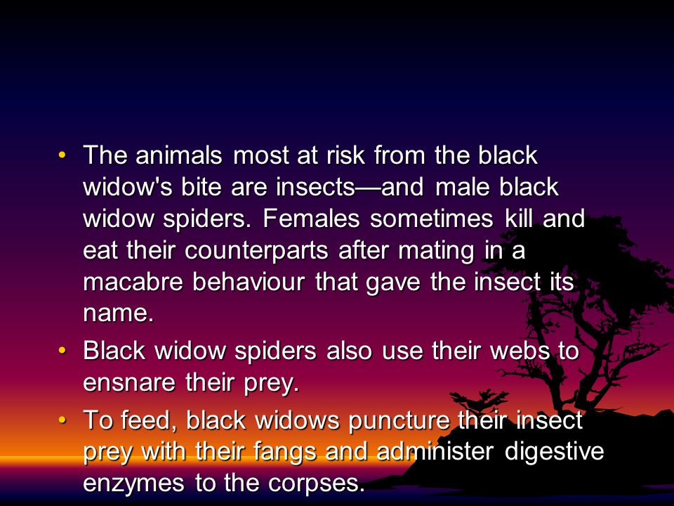 The animals most at risk from the black widow s bite are insects—and male black widow spiders.