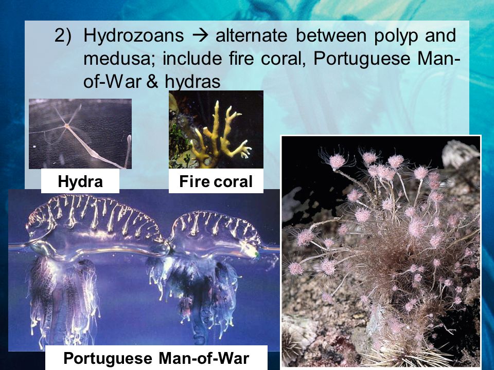 2)Hydrozoans  alternate between polyp and medusa; include fire coral, Portuguese Man- of-War & hydras Portuguese Man-of-War HydraFire coral