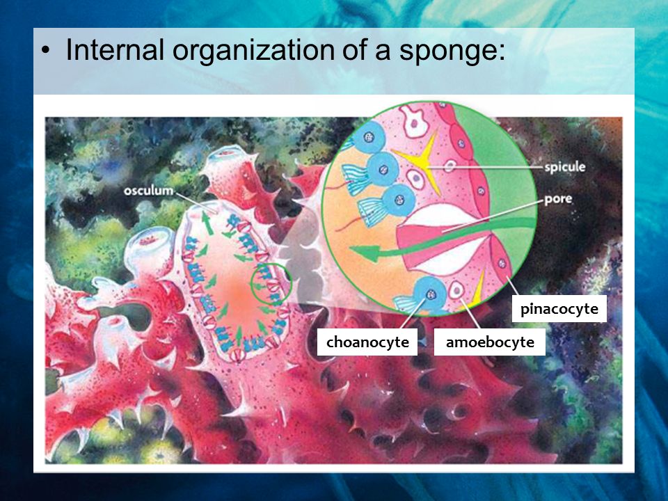 Internal organization of a sponge: choanocyteamoebocyte pinacocyte