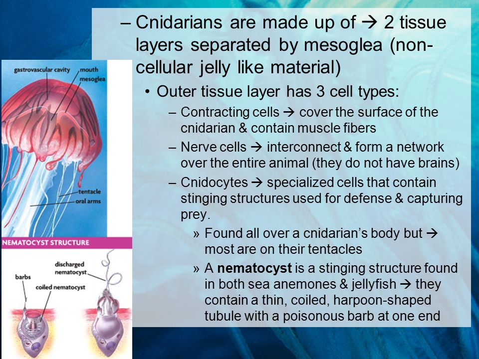 –Cnidarians are made up of  2 tissue layers separated by mesoglea (non- cellular jelly like material) Outer tissue layer has 3 cell types: –Contracting cells  cover the surface of the cnidarian & contain muscle fibers –Nerve cells  interconnect & form a network over the entire animal (they do not have brains) –Cnidocytes  specialized cells that contain stinging structures used for defense & capturing prey.