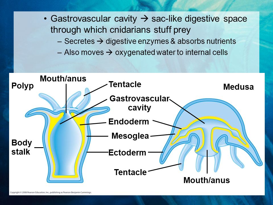 Gastrovascular cavity  sac-like digestive space through which cnidarians stuff prey –Secretes  digestive enzymes & absorbs nutrients –Also moves  oxygenated water to internal cells Polyp Mouth/anus Body stalk Tentacle Gastrovascular cavity Endoderm Mesoglea Ectoderm Tentacle Mouth/anus Medusa