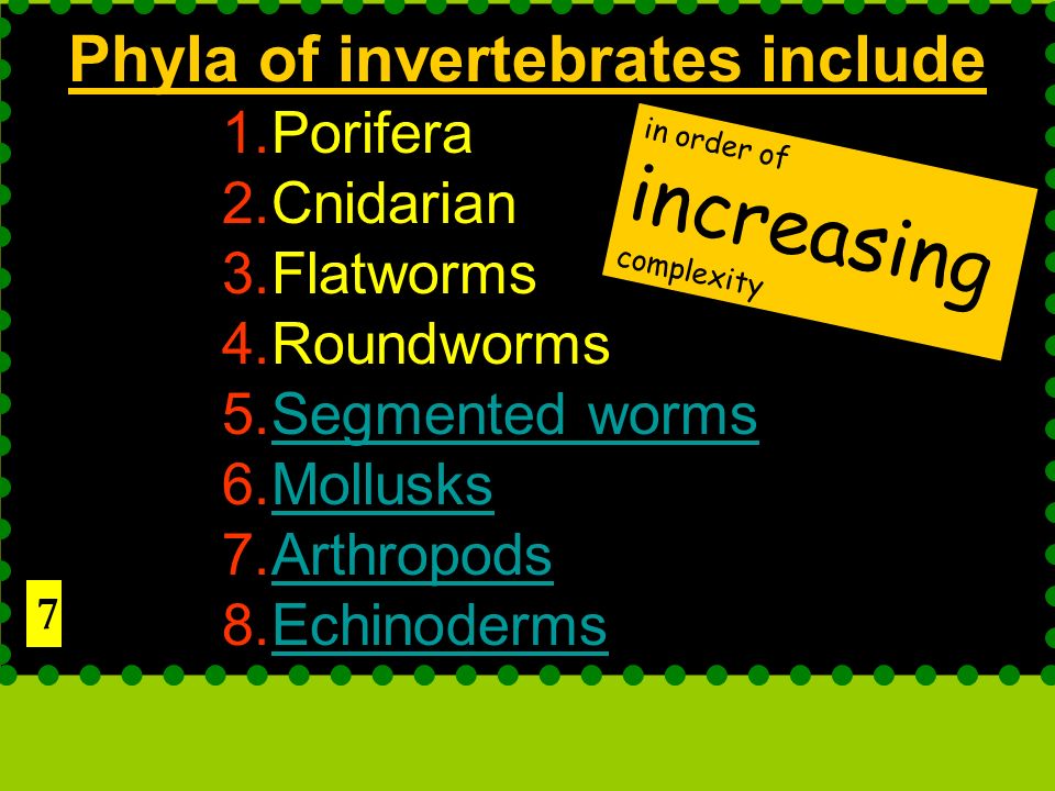 1 Characteristic Of Animals Multicellular Heterotrophic No Cell Walls Most are Motile Eukaryotic ppt download