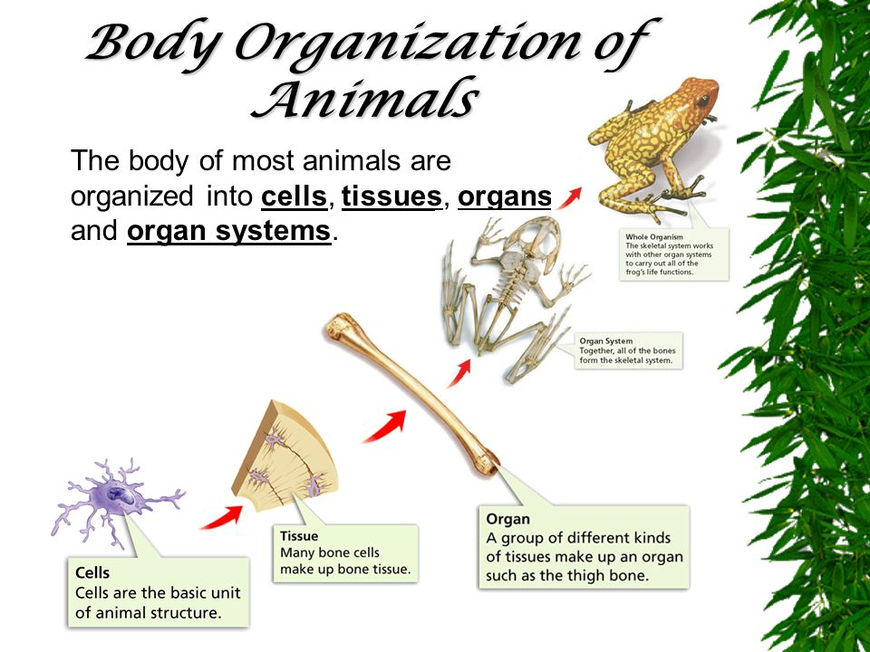 The Animal Kingdom Notes - pg. 129 EQ: What are the major functions of  animals? - ppt download