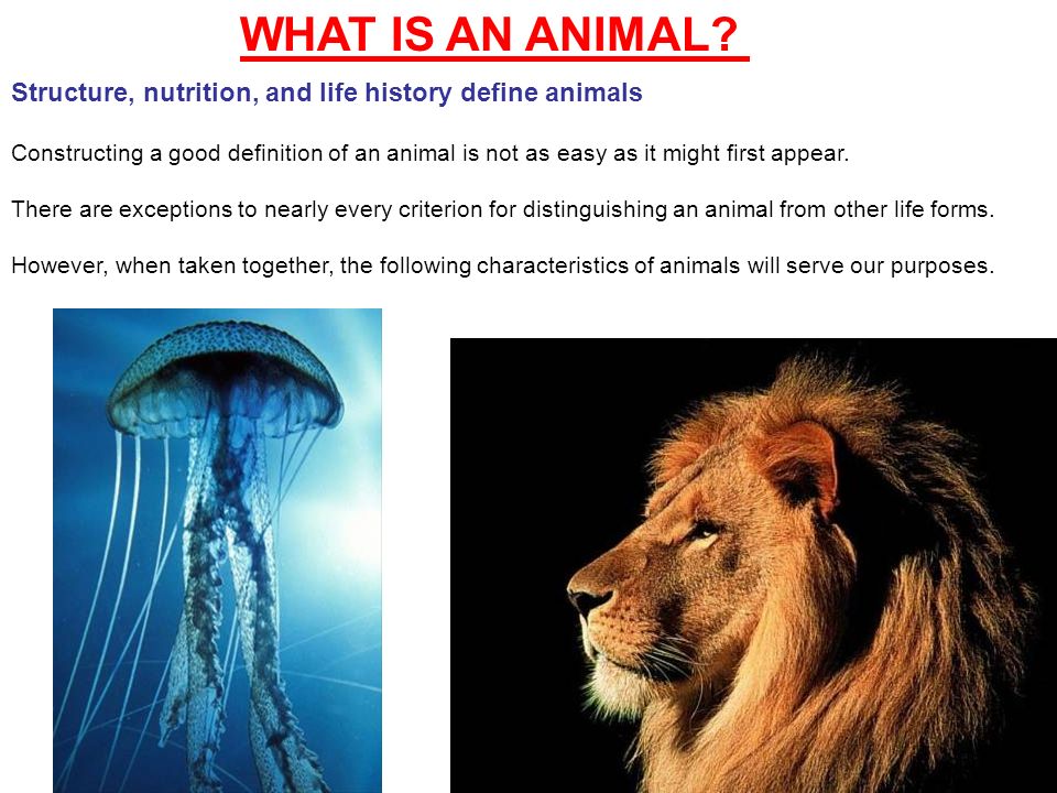 CHAPTER 32 AN INTRODUCTION TO ANIMAL EVOLUTION -What is an Animal? -Two  Views of Animal Diversity -The Origins of Animal Diversity. - ppt download