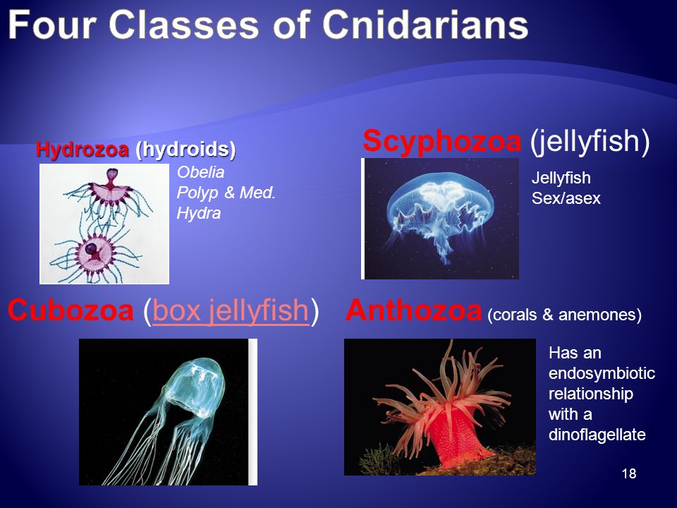 18 Hydrozoa (hydroids) Scyphozoa (jellyfish) Cubozoa (box jellyfish)box jellyfishAnthozoa (corals & anemones) Obelia Polyp & Med.