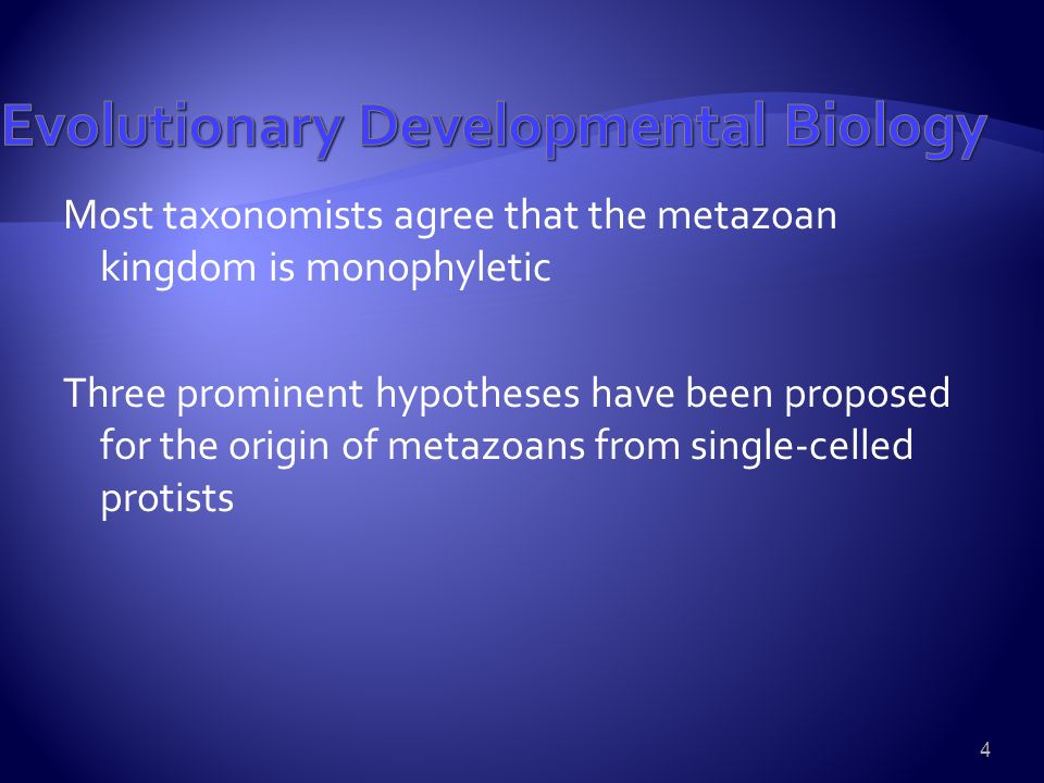 4 Most taxonomists agree that the metazoan kingdom is monophyletic Three prominent hypotheses have been proposed for the origin of metazoans from single-celled protists