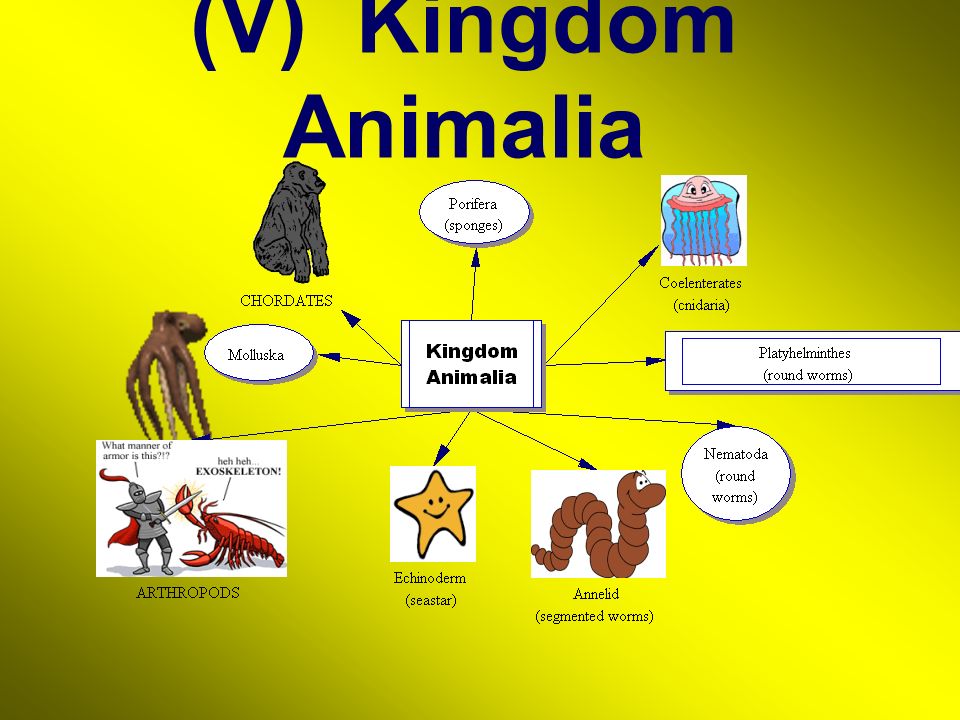 Chapter 22 The Diversity of Life. (V) Kingdom Animalia 9 Major Phyla:  Multicellular Ingests food - ppt download