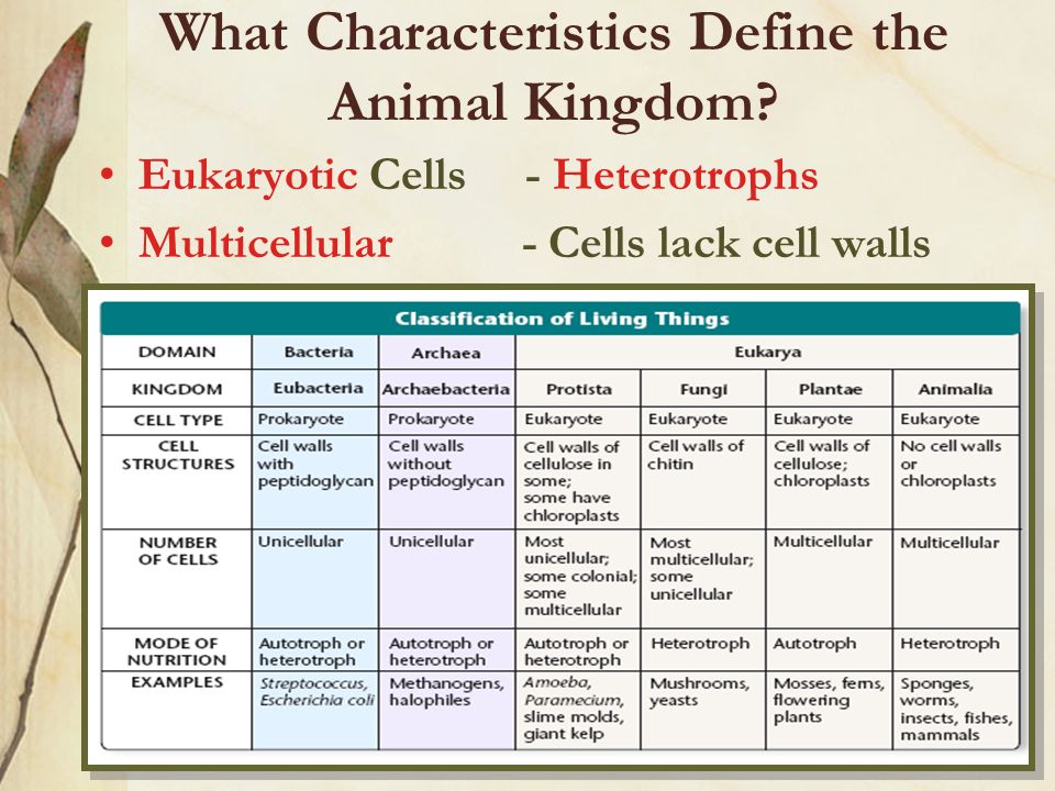 Invertebrate Animals. What Characteristics Define the Animal Kingdom?  Eukaryotic Cells - Heterotrophs Multicellular - Cells lack cell walls. -  ppt download