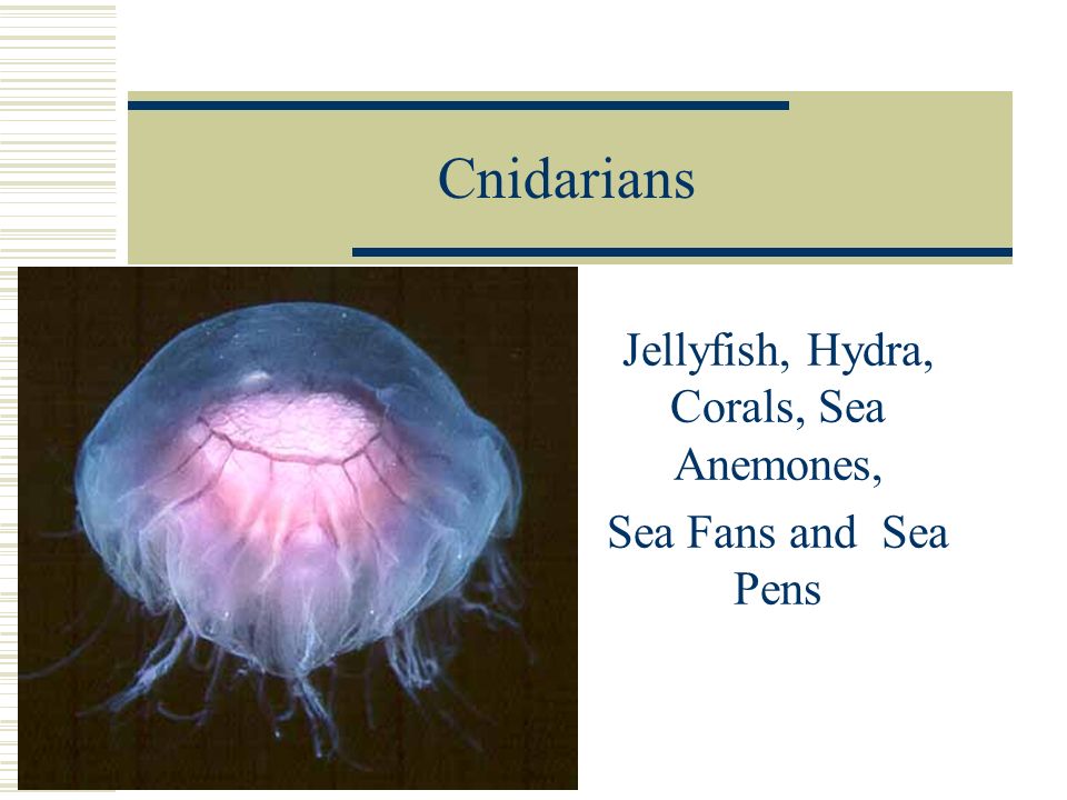 Cnidarians Jellyfish, Hydra, Corals, Sea Anemones, Sea Fans and Sea Pens