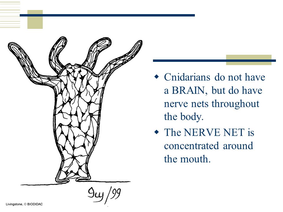  Cnidarians do not have a BRAIN, but do have nerve nets throughout the body.