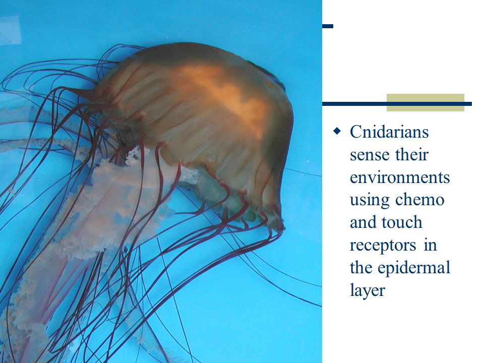  Cnidarians sense their environments using chemo and touch receptors in the epidermal layer