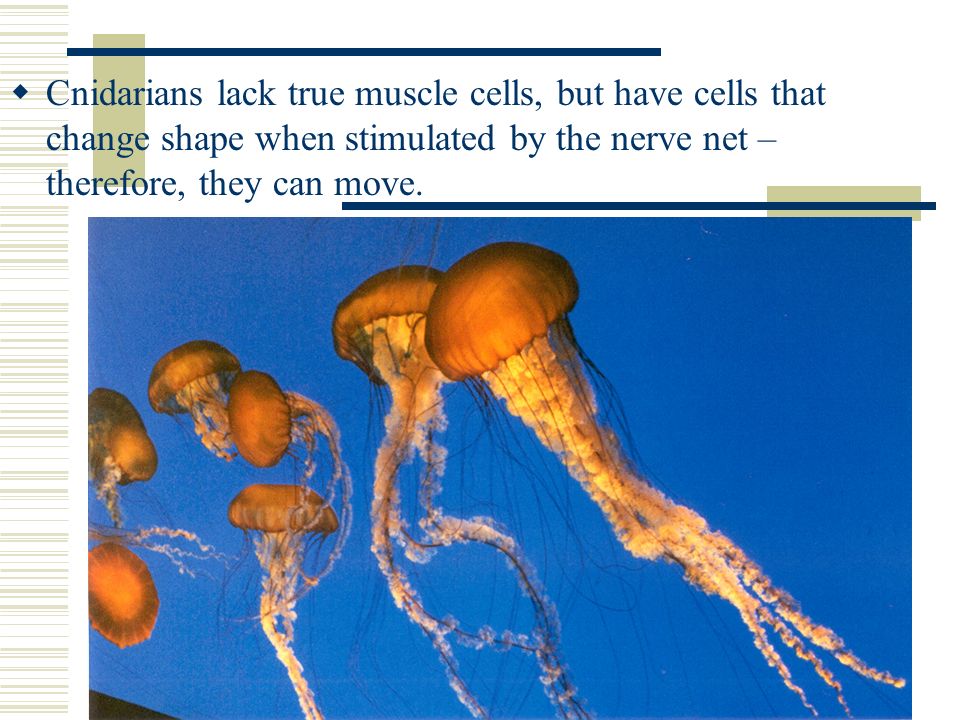  Cnidarians lack true muscle cells, but have cells that change shape when stimulated by the nerve net – therefore, they can move.