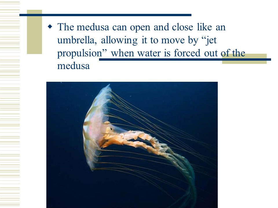  The medusa can open and close like an umbrella, allowing it to move by jet propulsion when water is forced out of the medusa