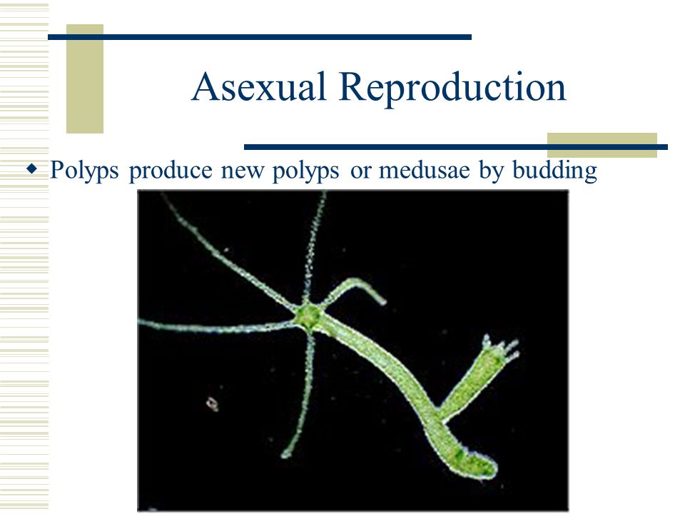 Asexual Reproduction  Polyps produce new polyps or medusae by budding