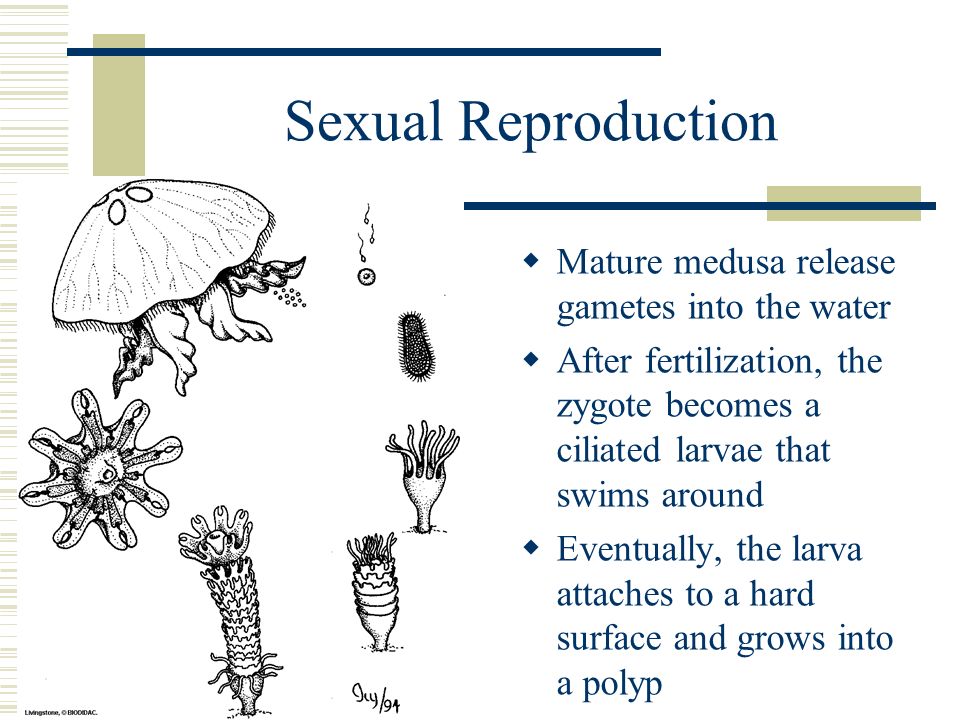 Sexual Reproduction  Mature medusa release gametes into the water  After fertilization, the zygote becomes a ciliated larvae that swims around  Eventually, the larva attaches to a hard surface and grows into a polyp