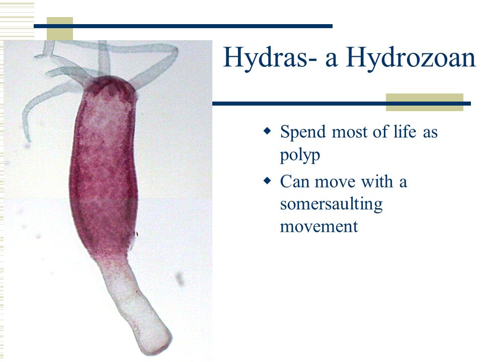 Hydras- a Hydrozoan  Spend most of life as polyp  Can move with a somersaulting movement