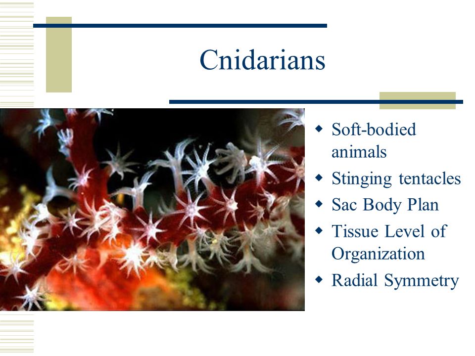Cnidarians  Soft-bodied animals  Stinging tentacles  Sac Body Plan  Tissue Level of Organization  Radial Symmetry