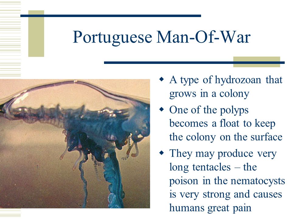 Portuguese Man-Of-War  A type of hydrozoan that grows in a colony  One of the polyps becomes a float to keep the colony on the surface  They may produce very long tentacles – the poison in the nematocysts is very strong and causes humans great pain