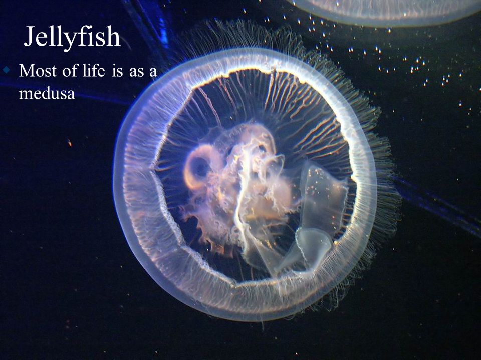 Jellyfish  Most of life is as a medusa