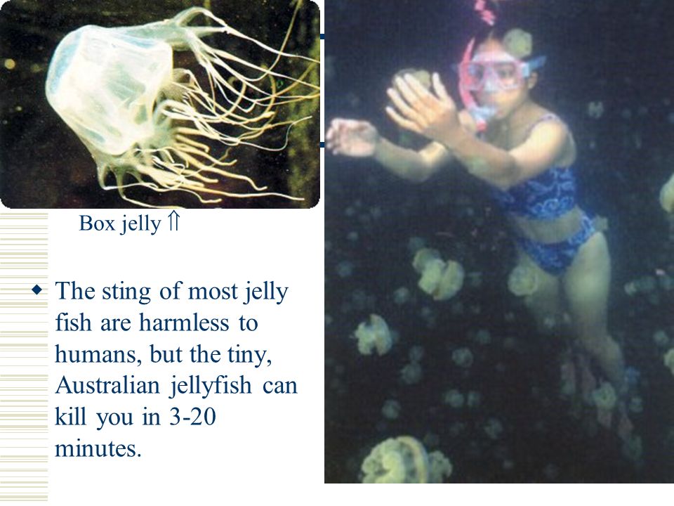  The sting of most jelly fish are harmless to humans, but the tiny, Australian jellyfish can kill you in 3-20 minutes.