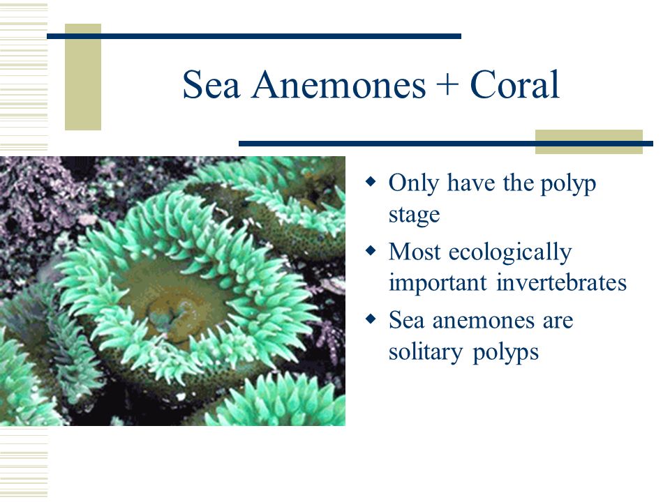 Sea Anemones + Coral  Only have the polyp stage  Most ecologically important invertebrates  Sea anemones are solitary polyps