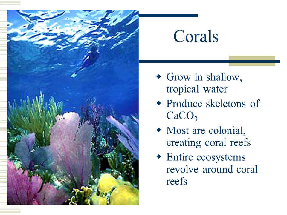 Corals  Grow in shallow, tropical water  Produce skeletons of CaCO 3  Most are colonial, creating coral reefs  Entire ecosystems revolve around coral reefs