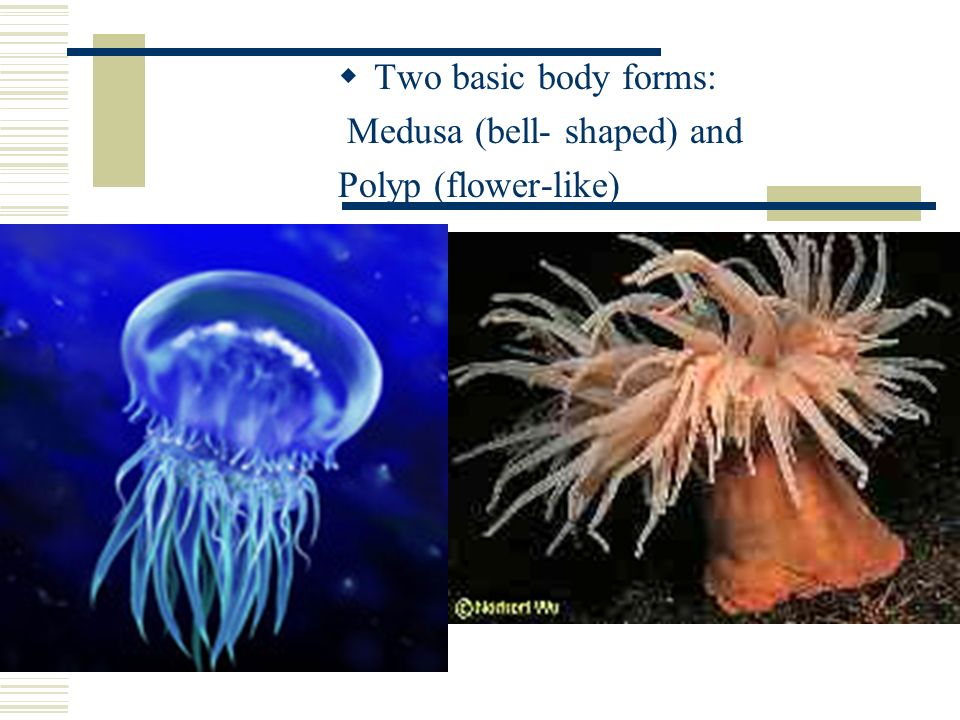  Two basic body forms: Medusa (bell- shaped) and Polyp (flower-like)