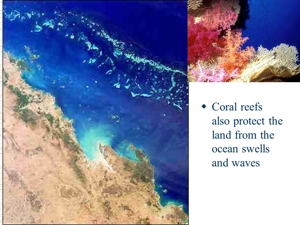  Coral reefs also protect the land from the ocean swells and waves
