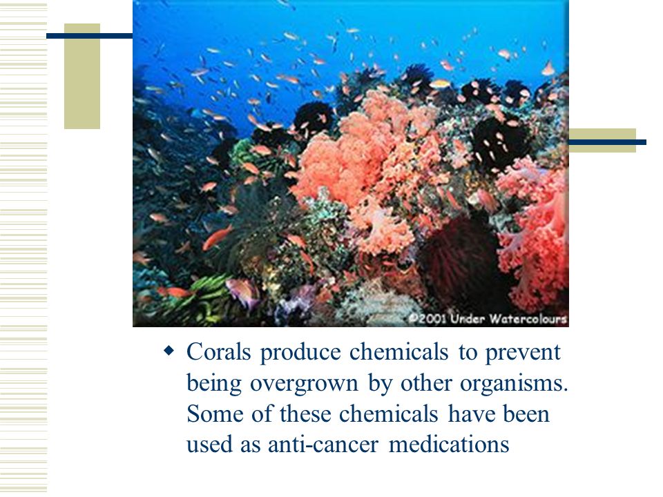 Corals produce chemicals to prevent being overgrown by other organisms.