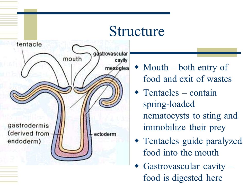 Structure  Mouth – both entry of food and exit of wastes  Tentacles – contain spring-loaded nematocysts to sting and immobilize their prey  Tentacles guide paralyzed food into the mouth  Gastrovascular cavity – food is digested here