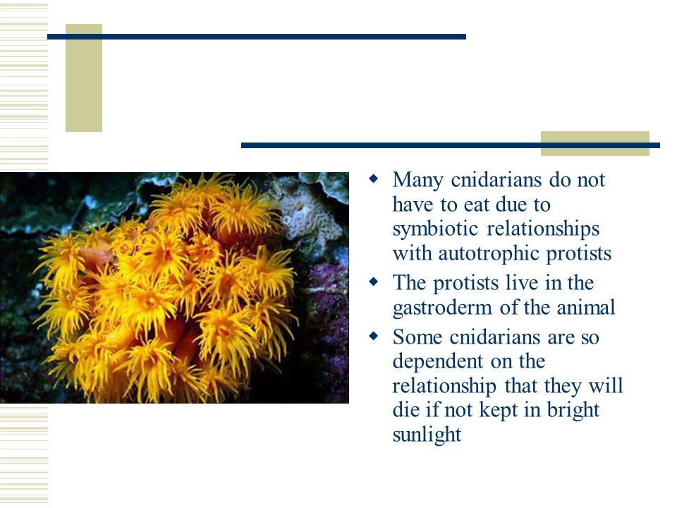  Many cnidarians do not have to eat due to symbiotic relationships with autotrophic protists  The protists live in the gastroderm of the animal  Some cnidarians are so dependent on the relationship that they will die if not kept in bright sunlight