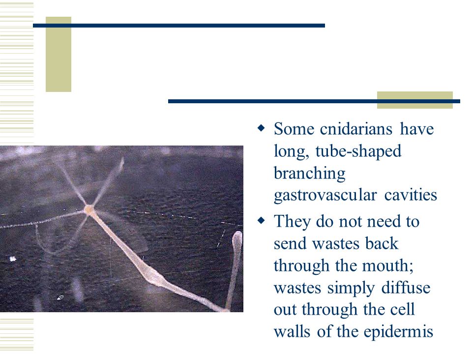  Some cnidarians have long, tube-shaped branching gastrovascular cavities  They do not need to send wastes back through the mouth; wastes simply diffuse out through the cell walls of the epidermis