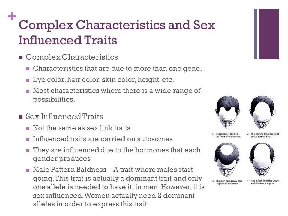 genes for sex influenced traits are carried on Genes for sex influenced traits are carried on