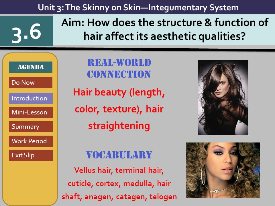 Objective: I will identify the structure and function of hair and analyze  how they affect the aesthetic qualities of hair. Aim: How does the  structure. - ppt download
