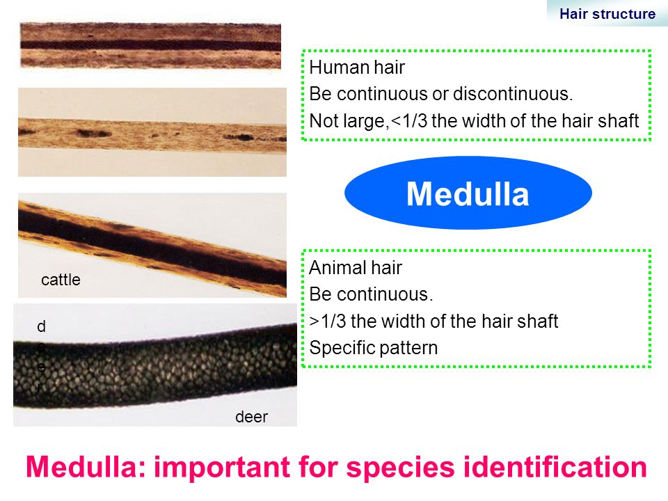 Forensic Examination of Hair Shengjie Nie  Section of Forensic  Biology. - ppt download