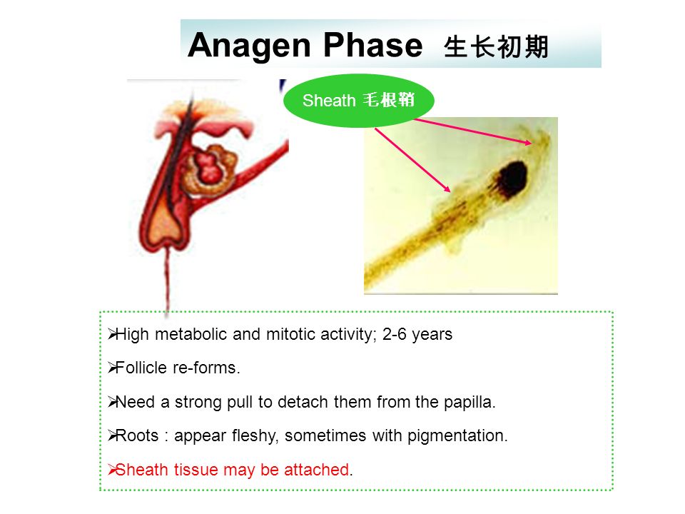 Forensic Examination of Hair Shengjie Nie Asoc.Prof Section of 