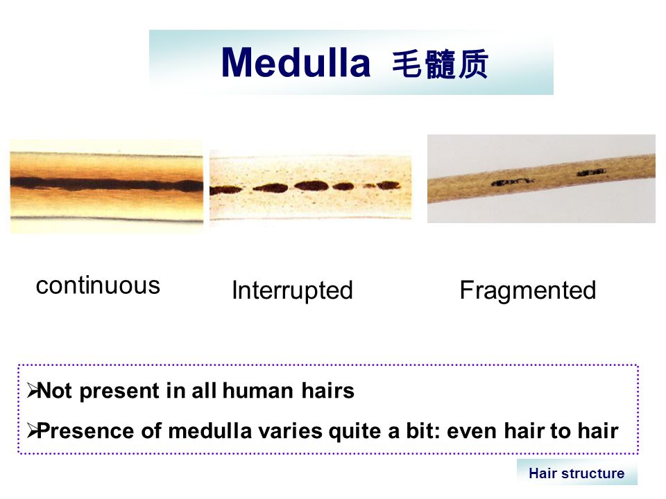 Forensic Examination of Hair Shengjie Nie  Section of Forensic  Biology. - ppt download