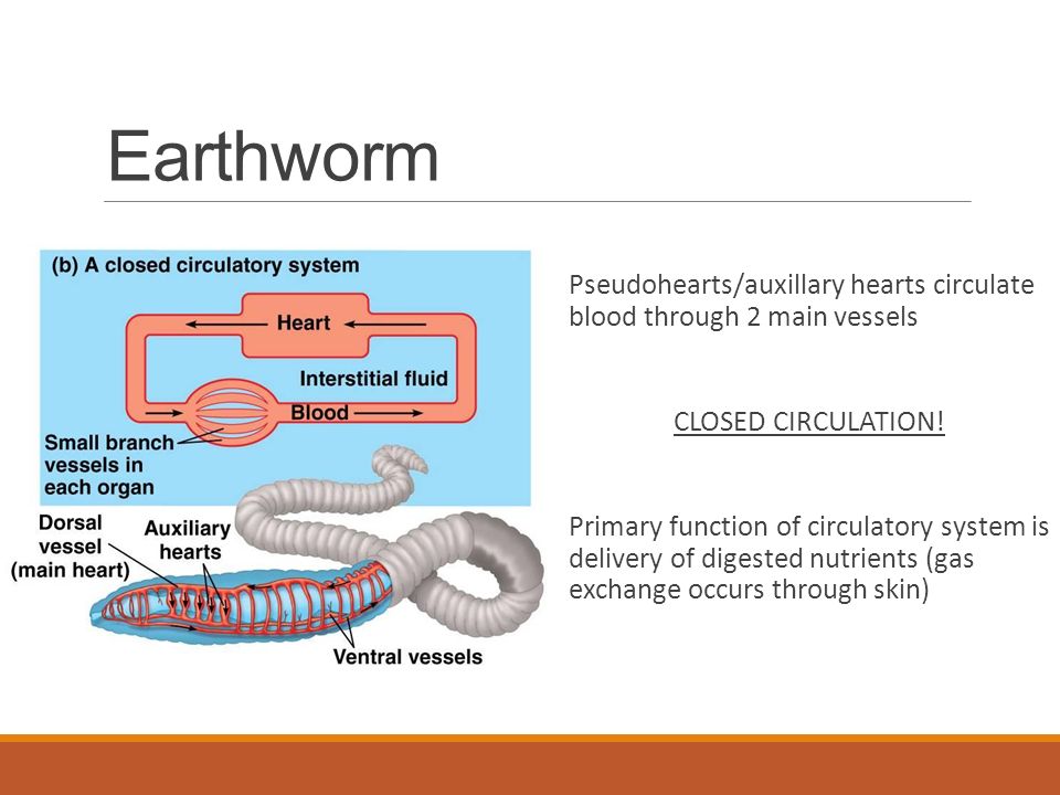 Earthworm Pseudohearts/auxillary hearts circulate blood through 2 main vessels CLOSED CIRCULATION.
