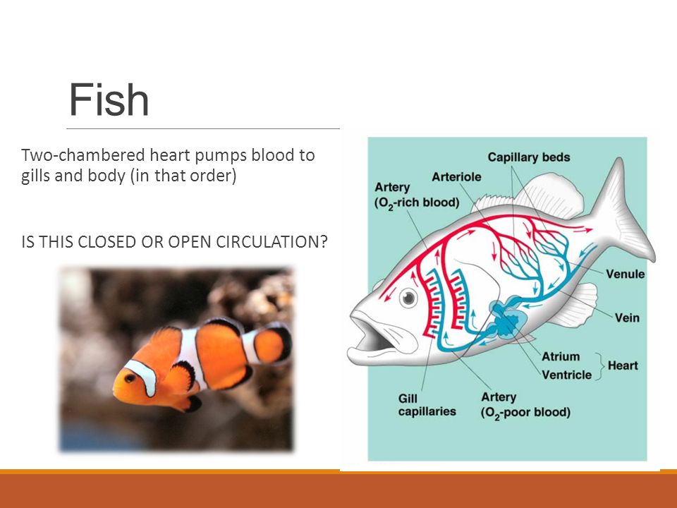 Fish Two-chambered heart pumps blood to gills and body (in that order) IS THIS CLOSED OR OPEN CIRCULATION