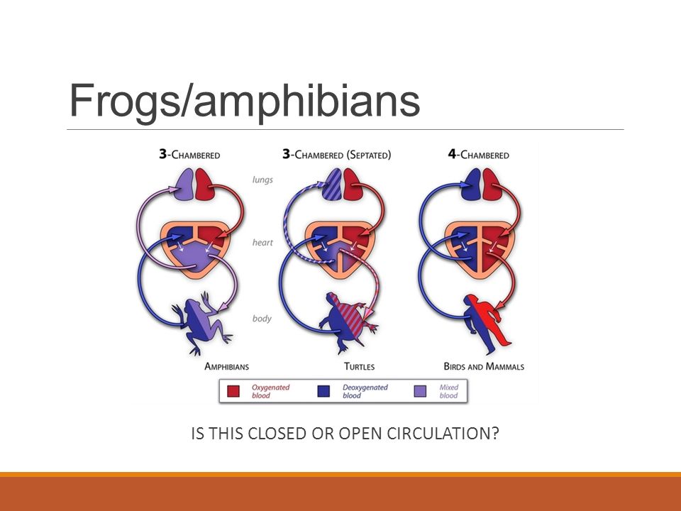 Frogs/amphibians IS THIS CLOSED OR OPEN CIRCULATION