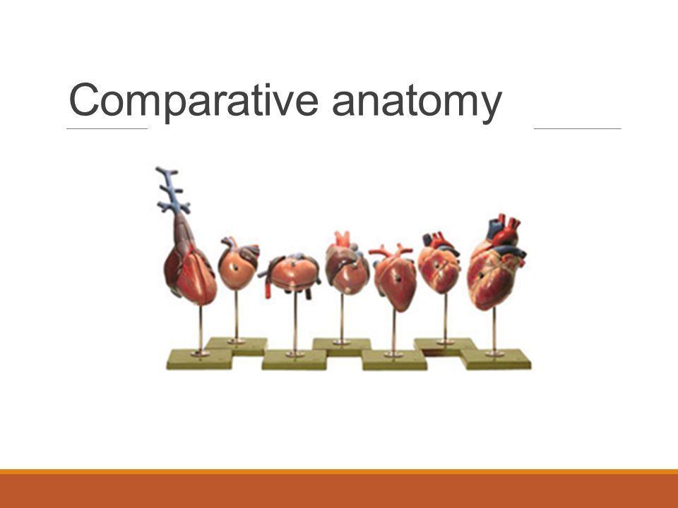 Comparative anatomy