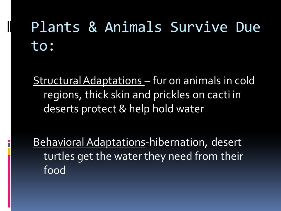 Plants & Animals Survive Due to: Structural Adaptations – fur on animals in cold regions, thick skin and prickles on cacti in deserts protect & help hold water Behavioral Adaptations-hibernation, desert turtles get the water they need from their food