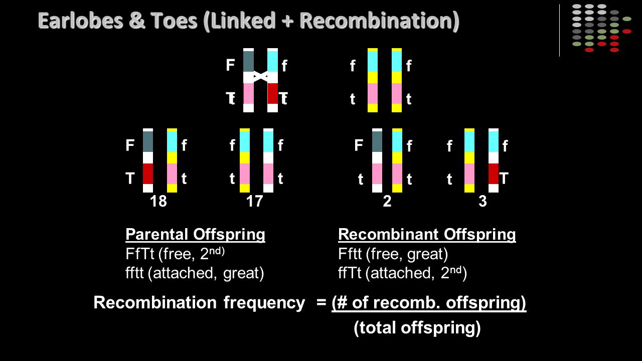 Earlobes & Toes (Linked + Recombination) F T f t f t f t F T f t f t f t T f F t F t T f f t f t Parental Offspring FfTt (free, 2 nd) fftt (attached, great) Recombinant Offspring Fftt (free, great) ffTt (attached, 2 nd ) Recombination frequency = (# of recomb.
