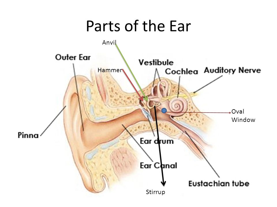 Parts Of The Ear >> How Do We Hear Ms Cox Do You Remember The Parts Of The Ear Ppt Parts Of The Ear >> How Do We Hear Ms Cox Do You Remember The Parts Of The Ear Ppt