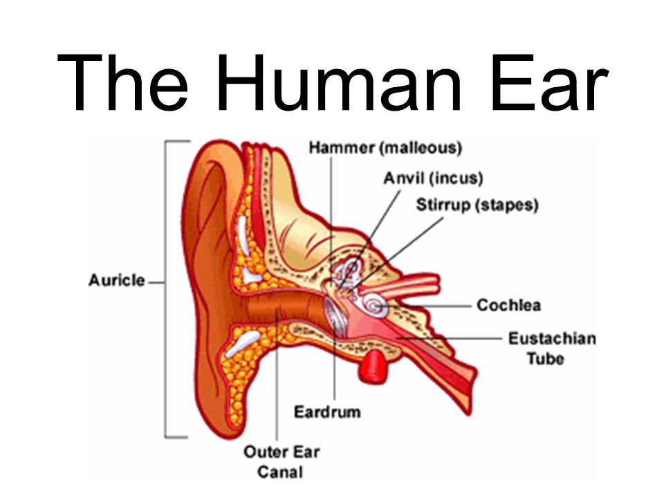 Parts Of The Ear >> The Human Ear Main Parts Of The Ear Outer Ear Middle Ear Inner Ear Parts Of The Ear >> The Human Ear Main Parts Of The Ear Outer Ear Middle Ear Inner Ear