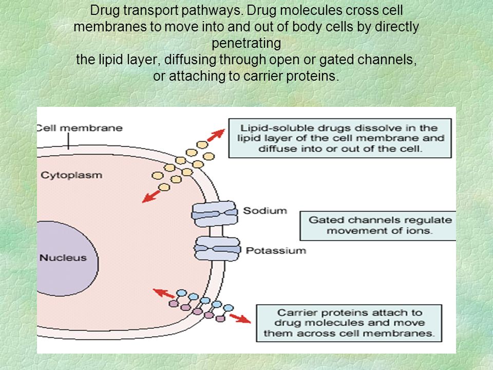 Drug transport pathways.