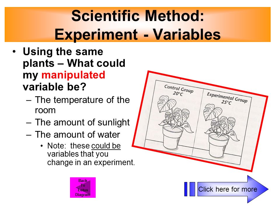Scientific Method: Experiment - Variables Using the same plants – What could my manipulated variable be.