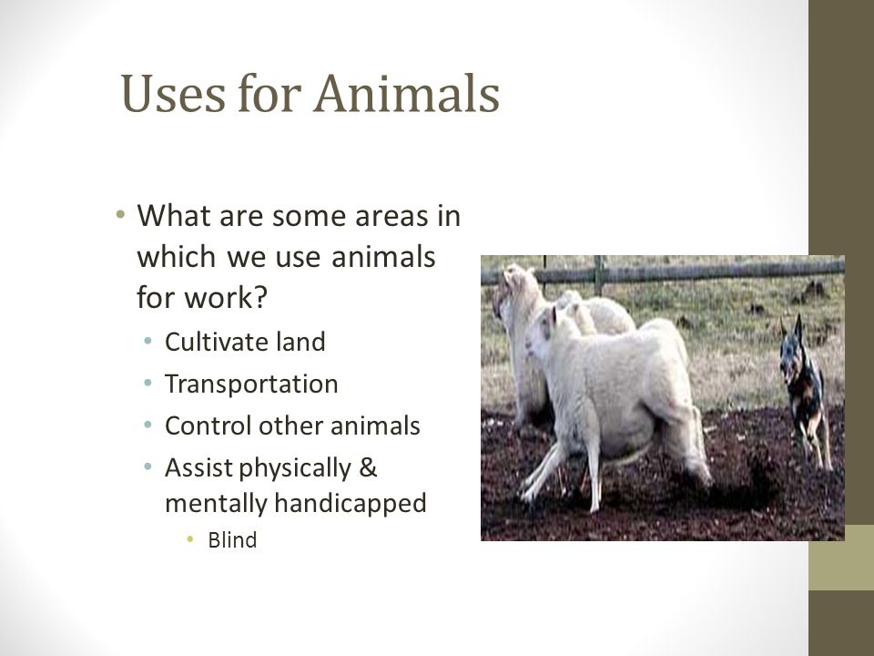 Animal Science. Uses for Animals Food Work Medicine Research Clothing  Recreation Companionship Security. - ppt download